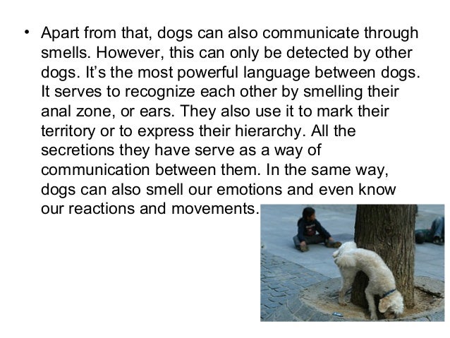 how do dogs communicate about prairie dogs how do communicate with humans facts about how do dogs communicate about prairie dogs how do communicate with humans facts about